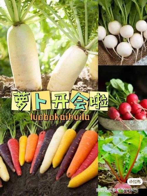 拔萝卜痛降黄 9.1:带你体验别样的快乐