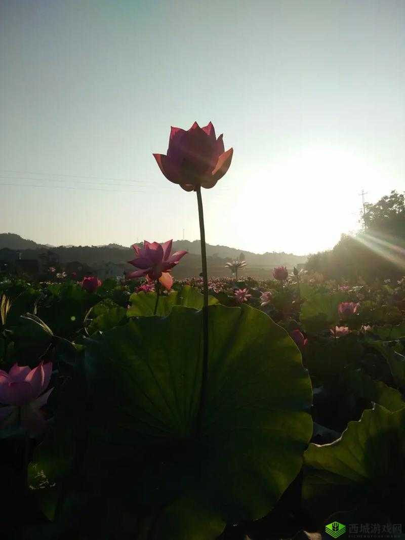 女人半夜莲花开是什么意思:一种神秘的生理现象